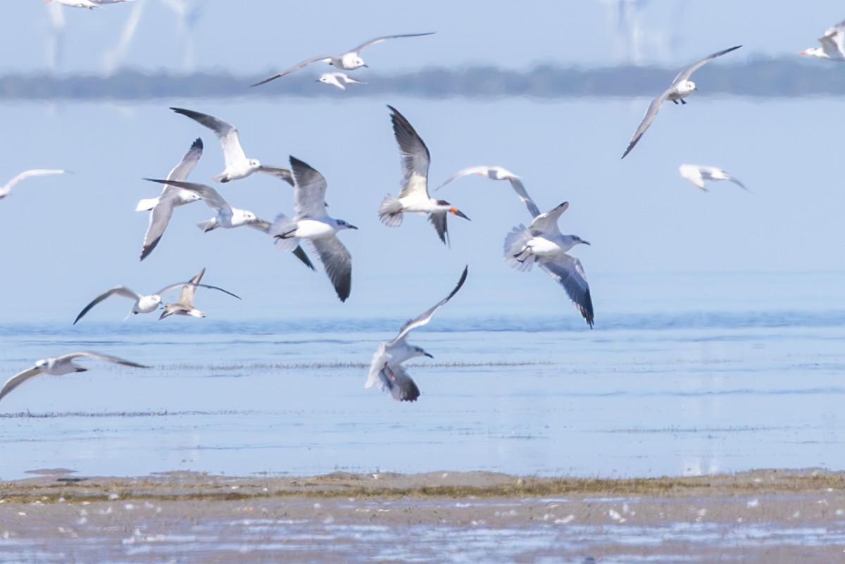 Aizturmoko amerikarra - ML647682536