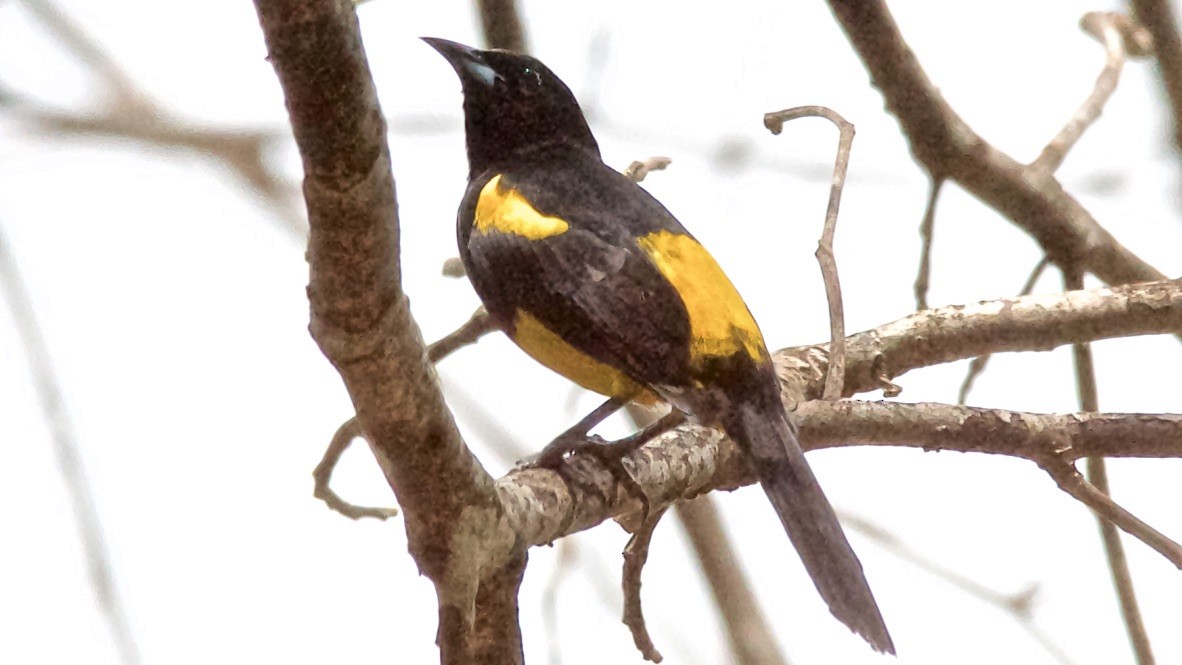 Black-cowled Oriole - ML647682542
