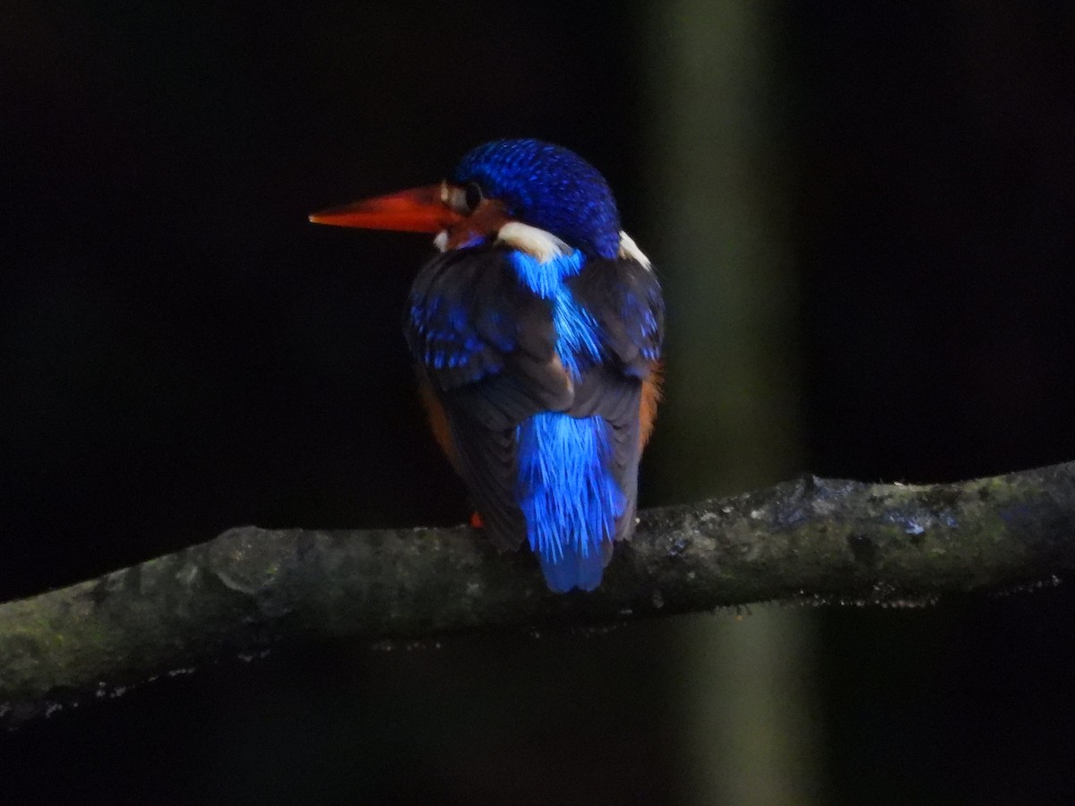 Blue-eared Kingfisher - ML647682543