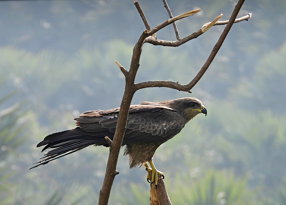 Miru beltza - ML647682544