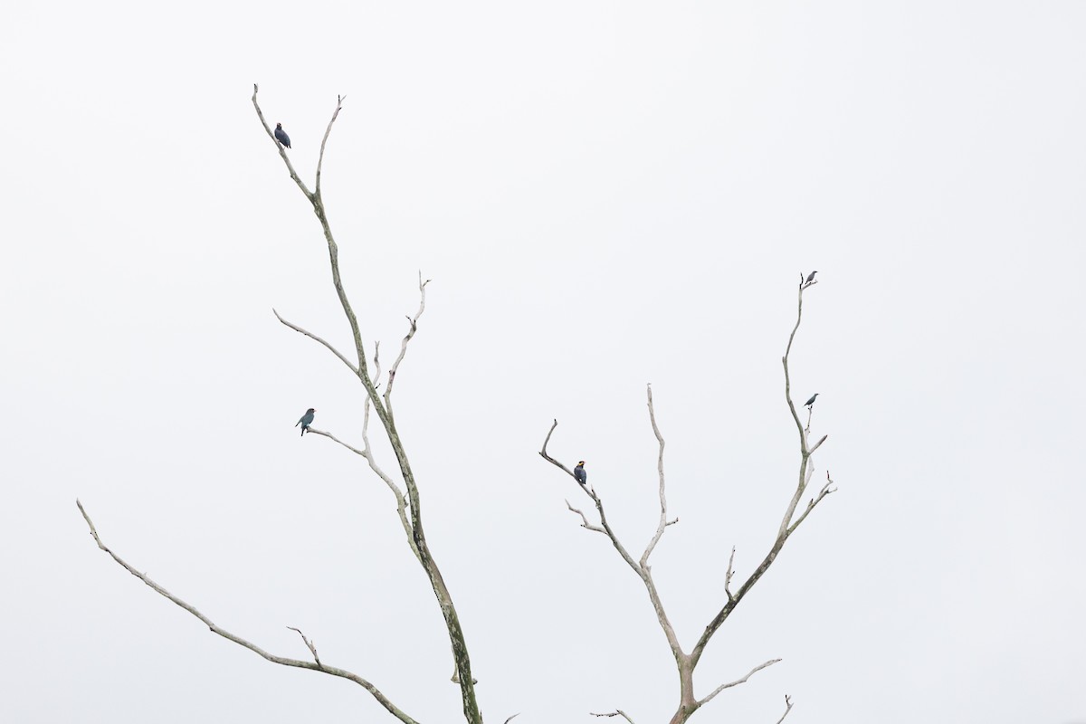 Common Hill Myna - ML647682545