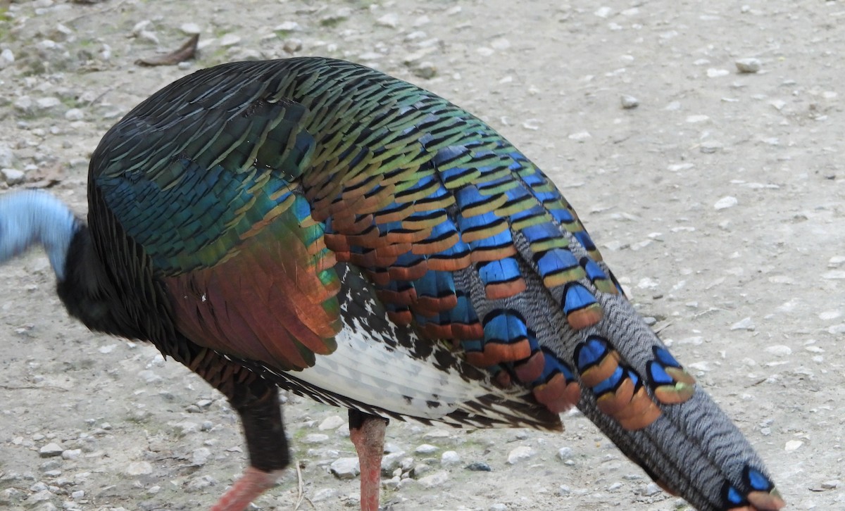 Ocellated Turkey - ML647682546