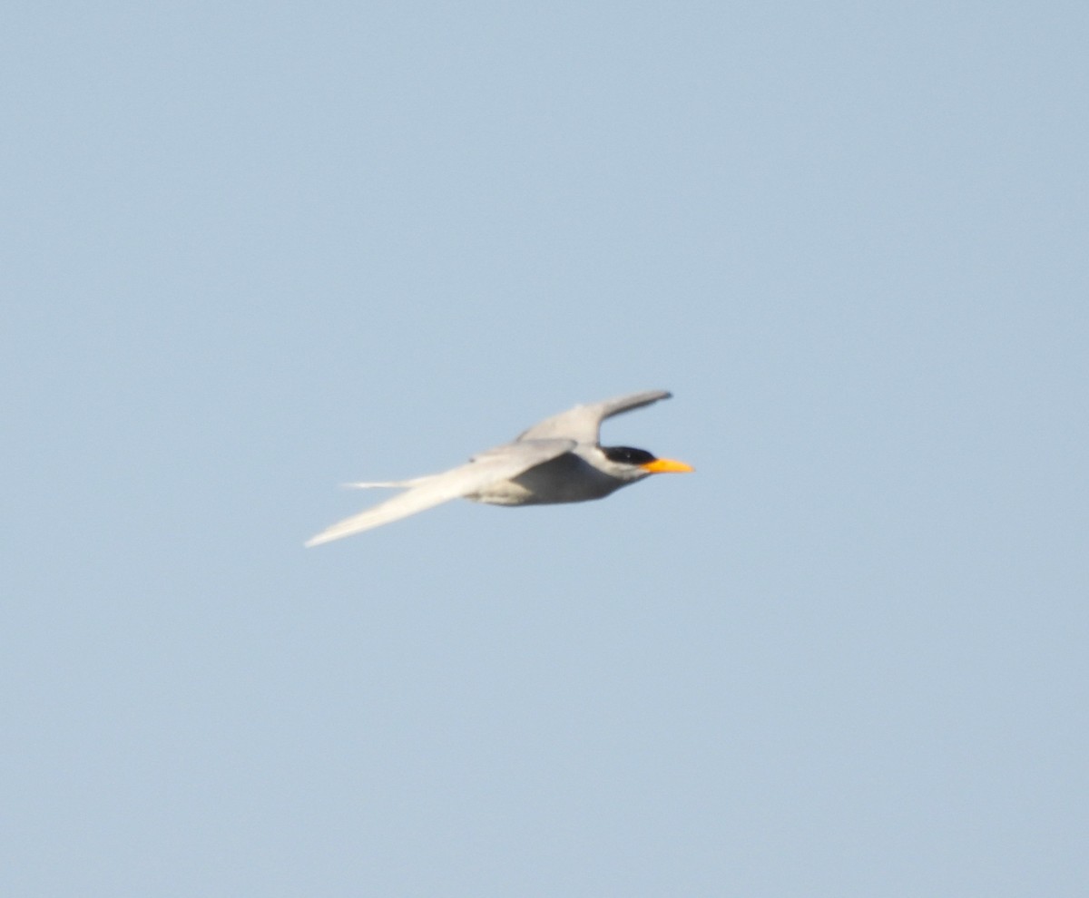 River Tern - ML647682547