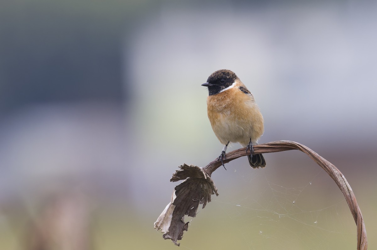 Pitxartxar mantxuriarra - ML647682549