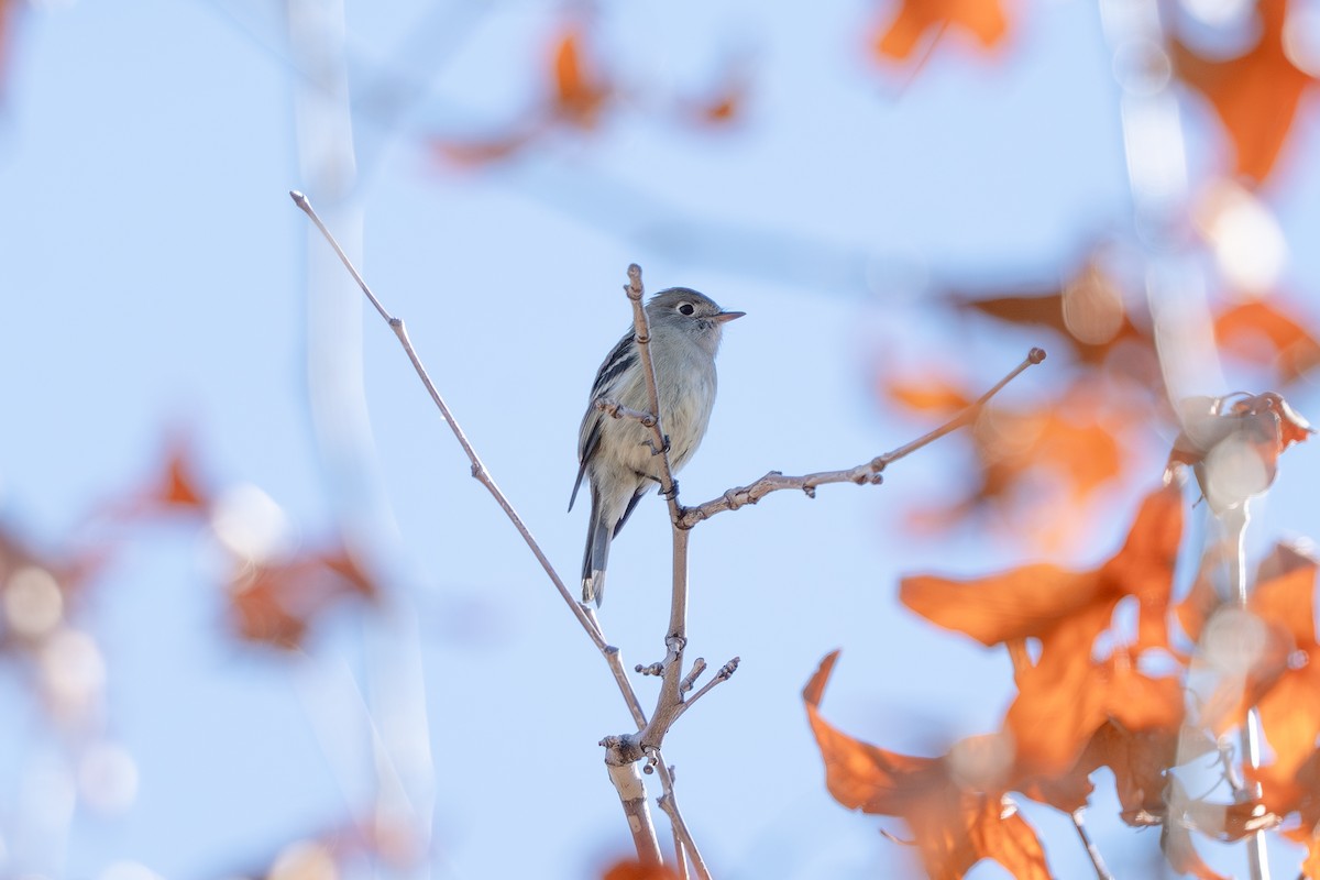Hammond's Flycatcher - ML647682550