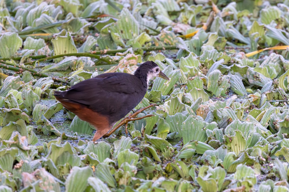 White-breasted Waterhen - ML647682551