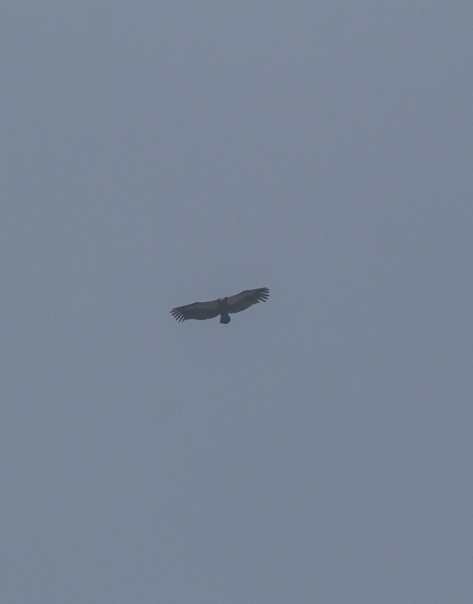 White-rumped Vulture - ML647682554