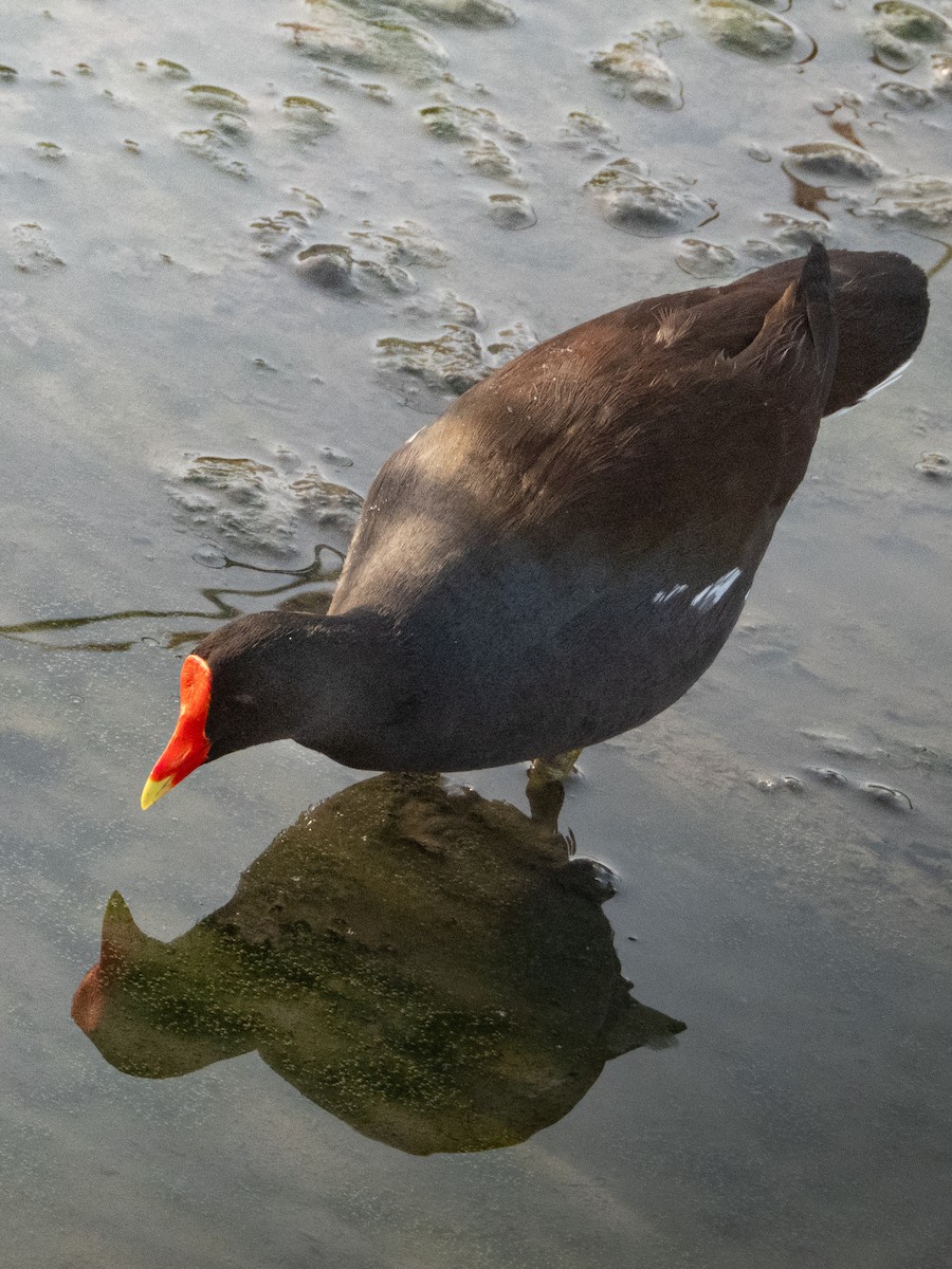 Uroilo amerikarra - ML647682555