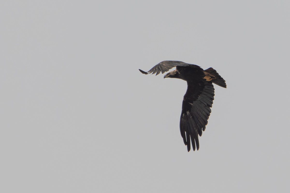 Eguzki-arrano eurasiarra - ML647682556