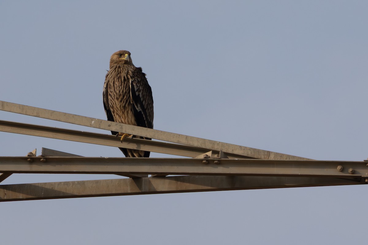 Eguzki-arrano eurasiarra - ML647682557