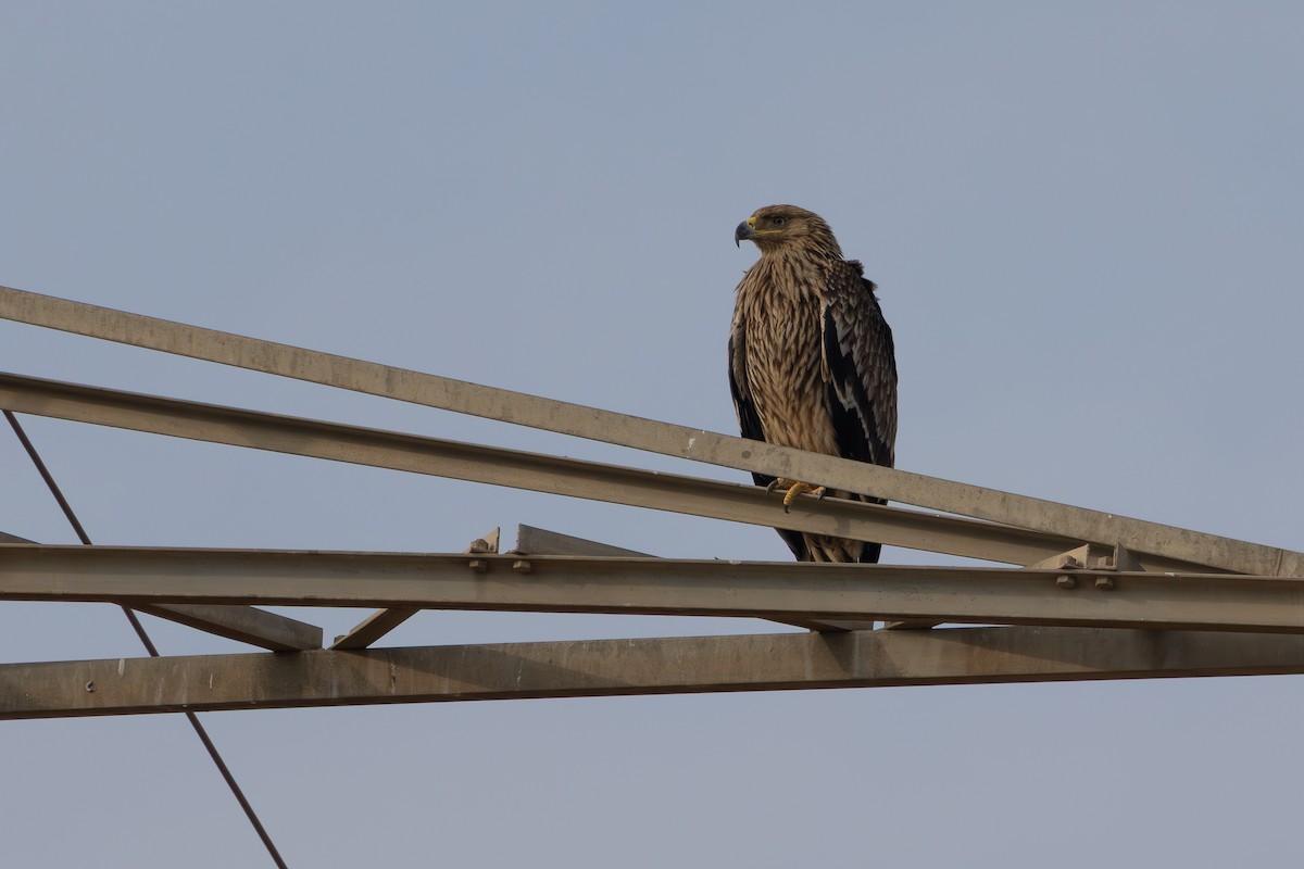 Eguzki-arrano eurasiarra - ML647682558