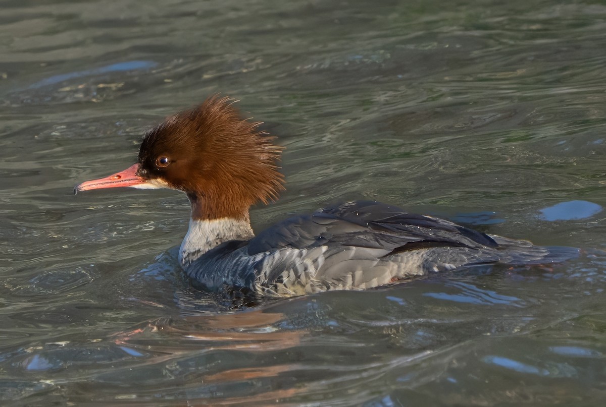 Zerra handia - ML647682559