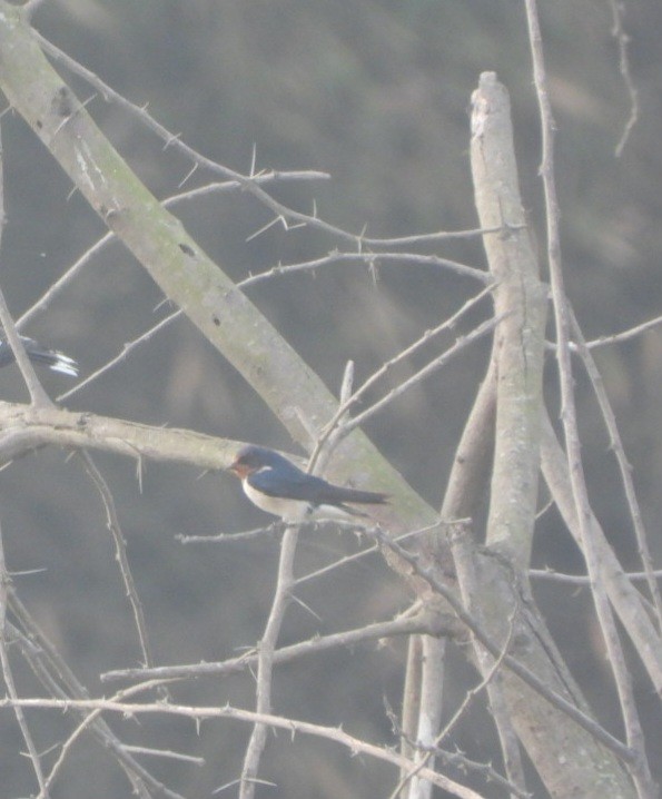 Wire-tailed Swallow - ML647682560