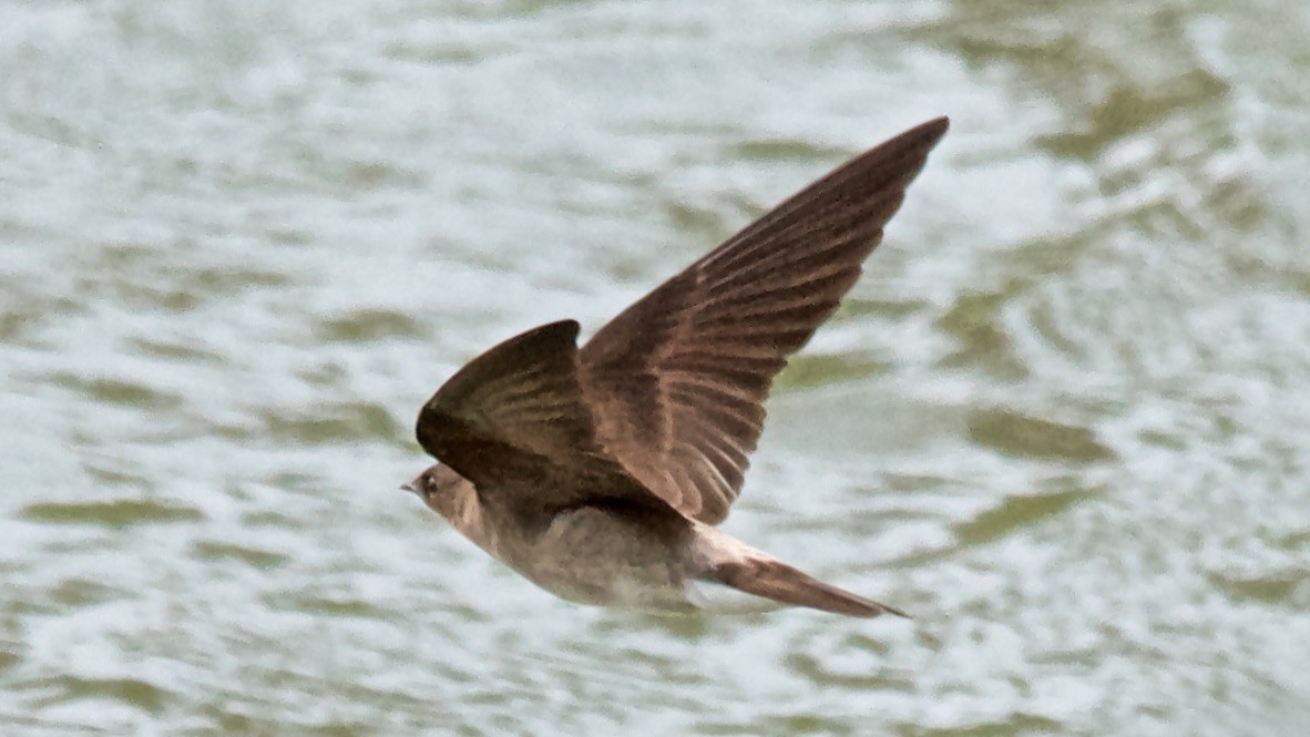 Southern Rough-winged Swallow - ML647682562