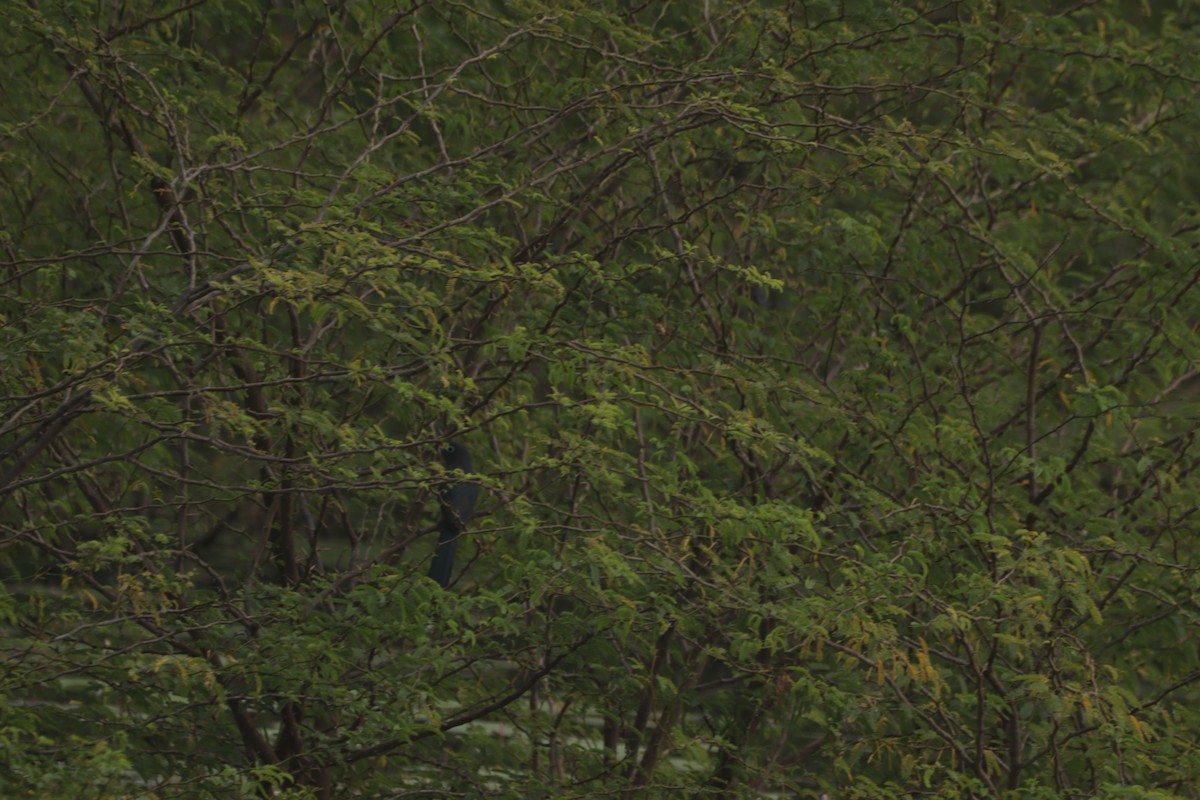 Blue-faced Malkoha - ML647682573