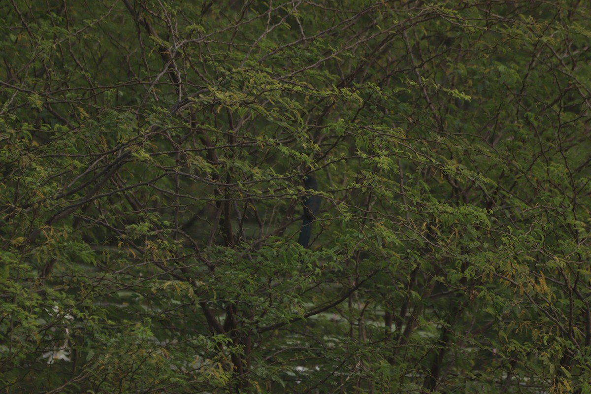 Blue-faced Malkoha - ML647682574