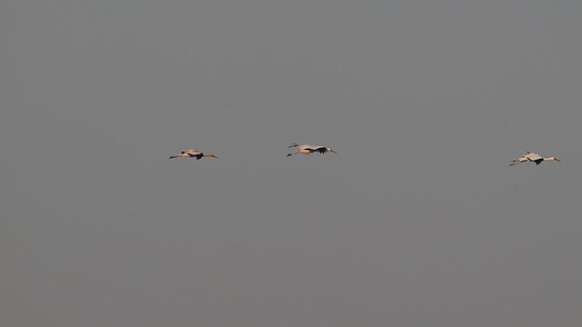 Стерх - ML647682582