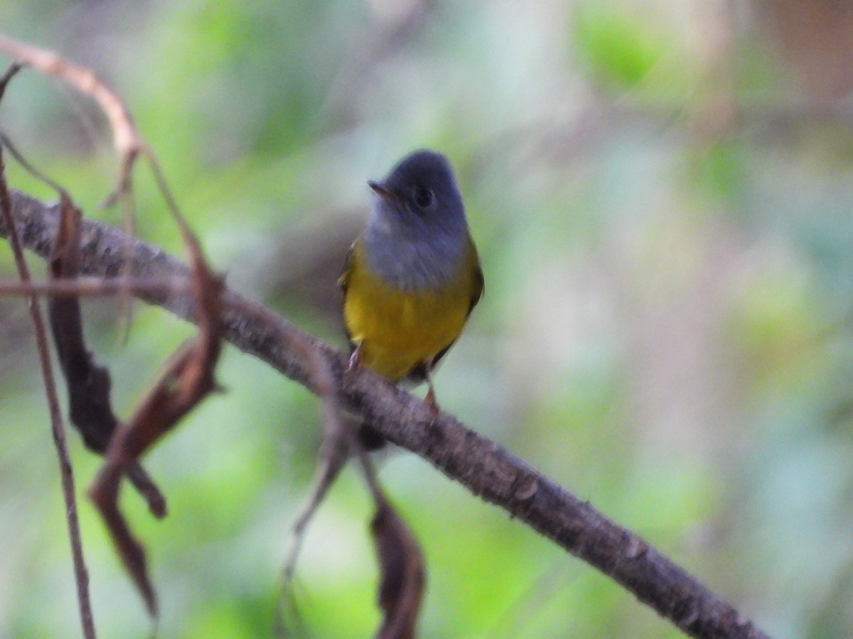 Gray-headed Canary-Flycatcher - ML647682595