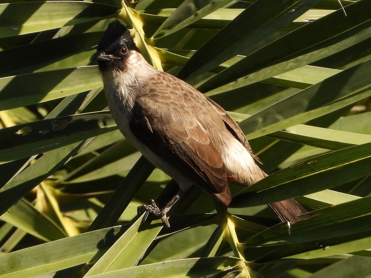 Sooty-headed Bulbul - ML647682618