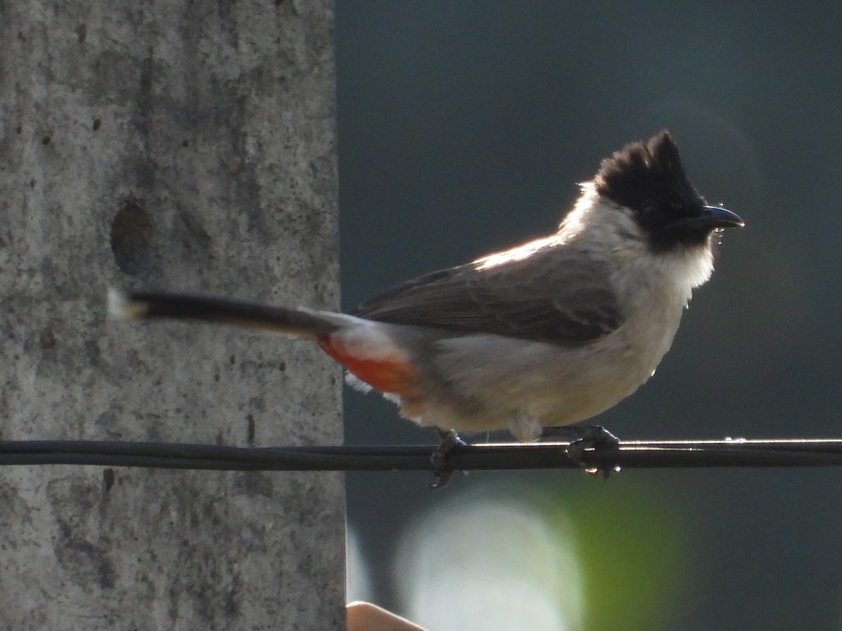 Sooty-headed Bulbul - ML647682619