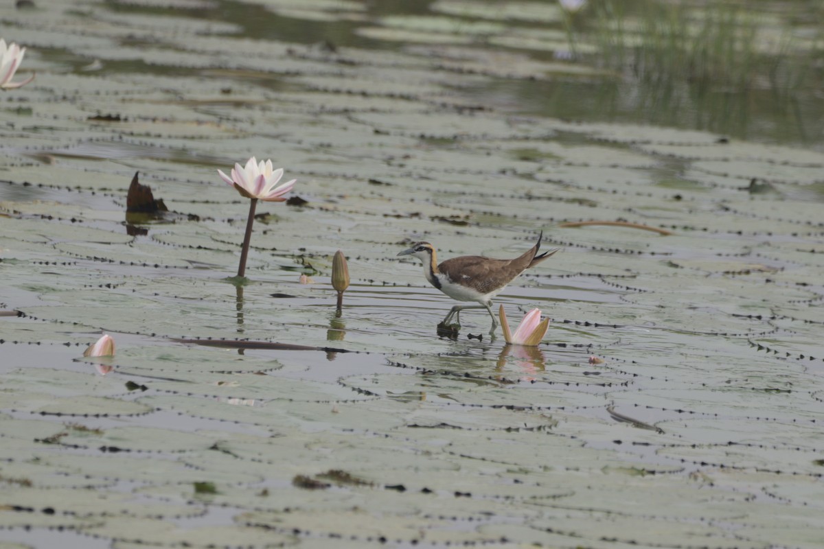 fasanbladhøne - ML647682620