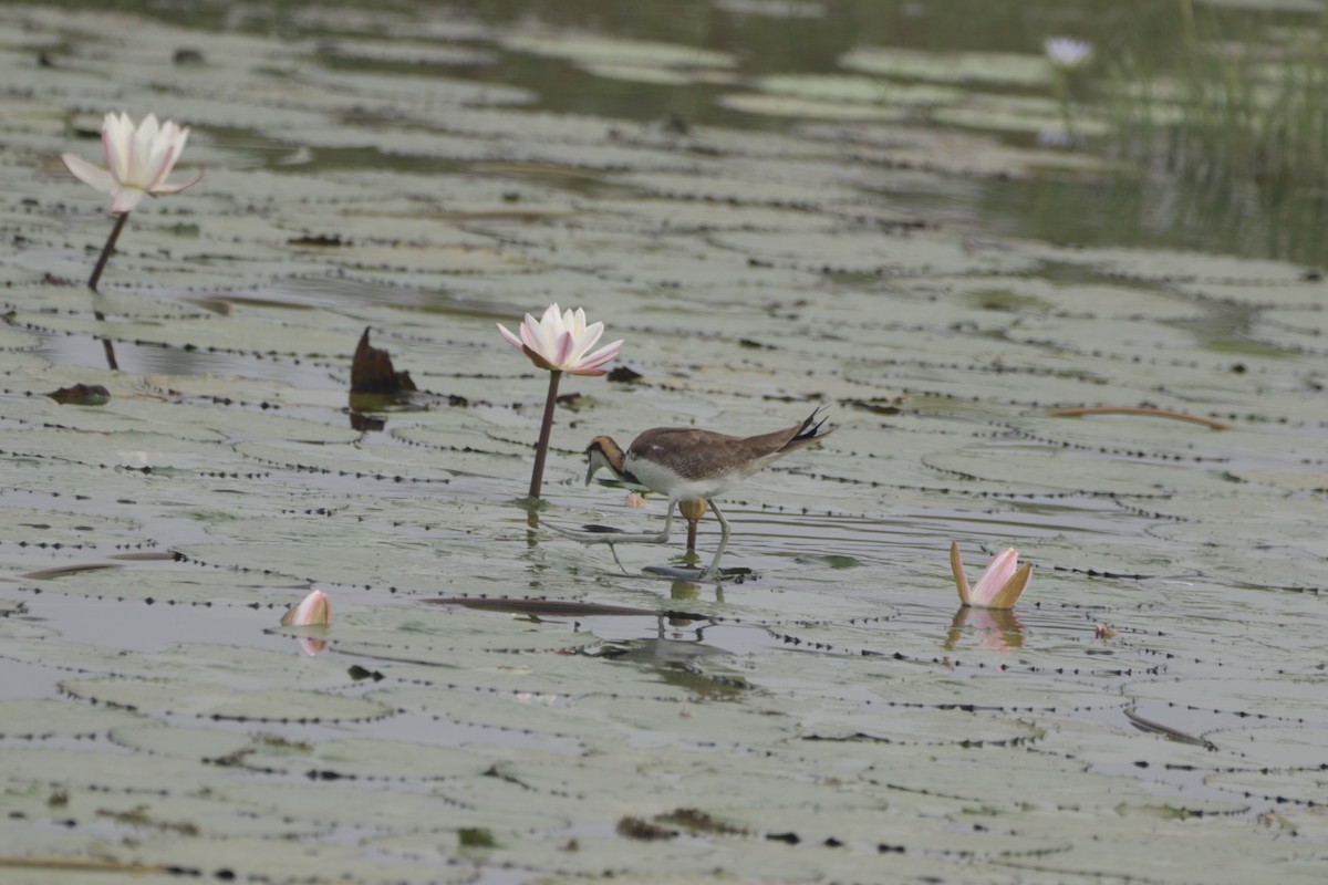 fasanbladhøne - ML647682621