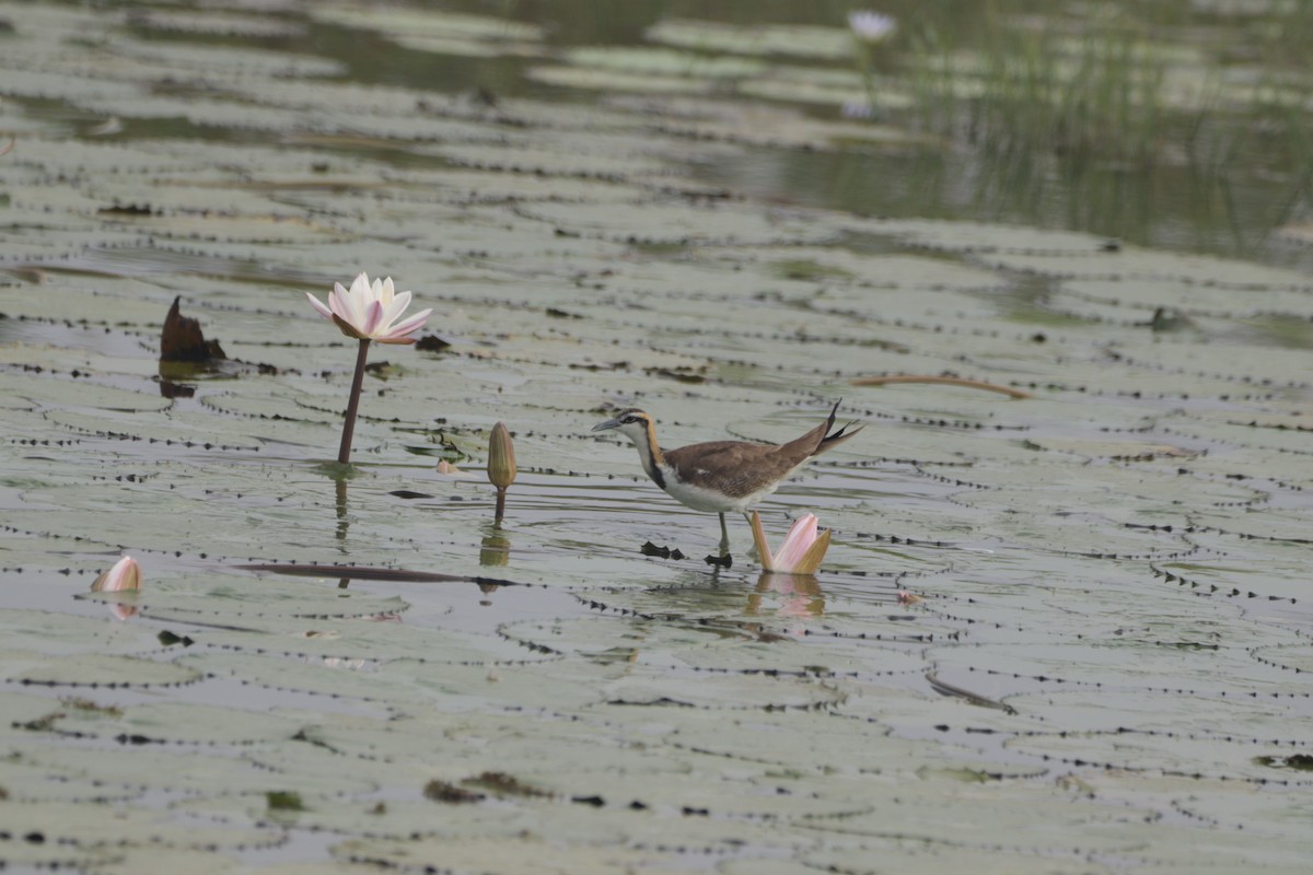 fasanbladhøne - ML647682622