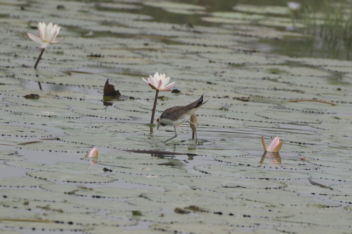 fasanbladhøne - ML647682623