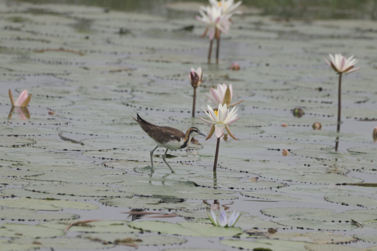 fasanbladhøne - ML647682624