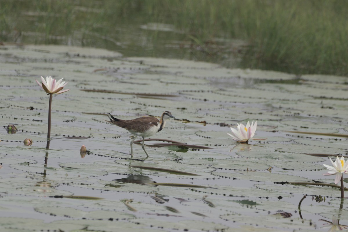 fasanbladhøne - ML647682625