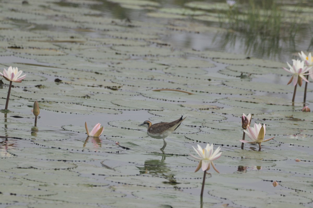 fasanbladhøne - ML647682626