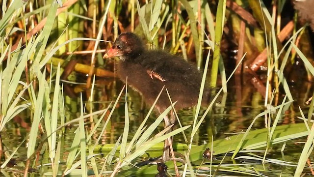 Eurasian Moorhen - ML647682630
