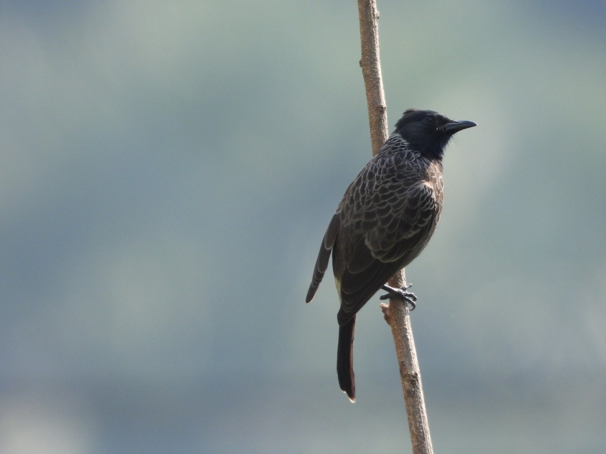 Red-vented Bulbul - ML647682649