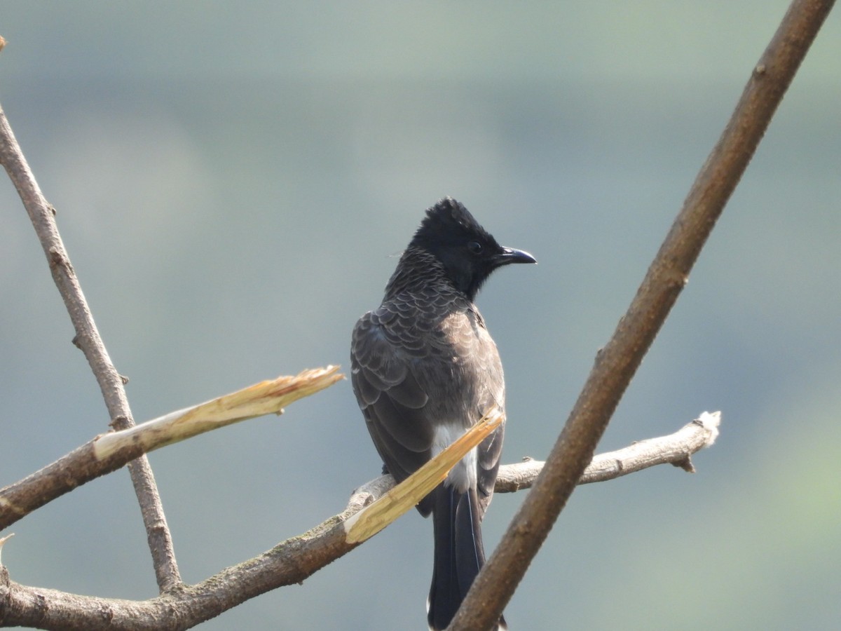 Red-vented Bulbul - ML647682650