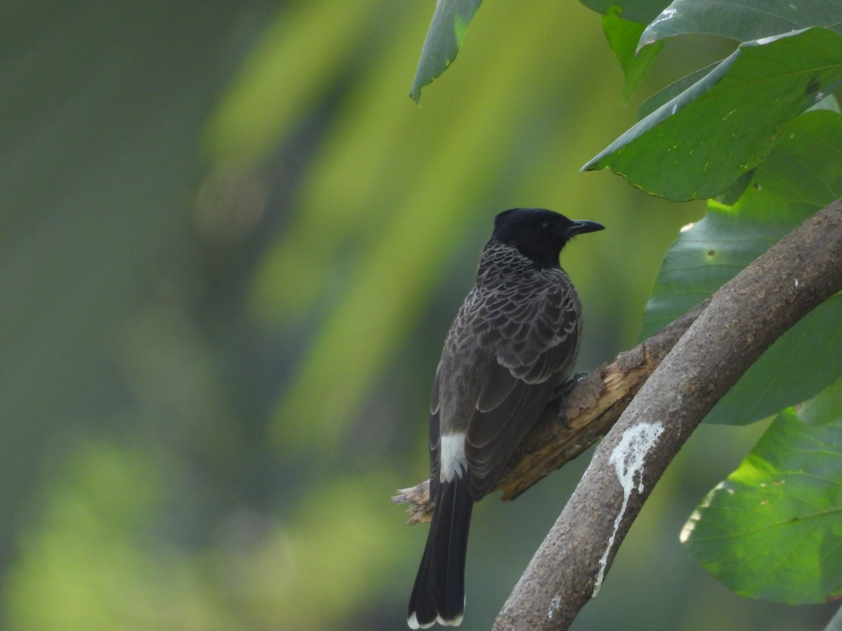 Red-vented Bulbul - ML647682651