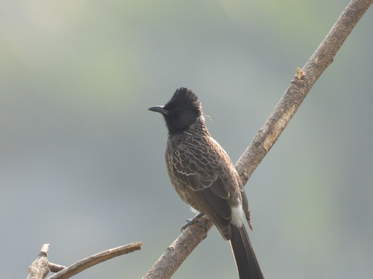 Red-vented Bulbul - ML647682654
