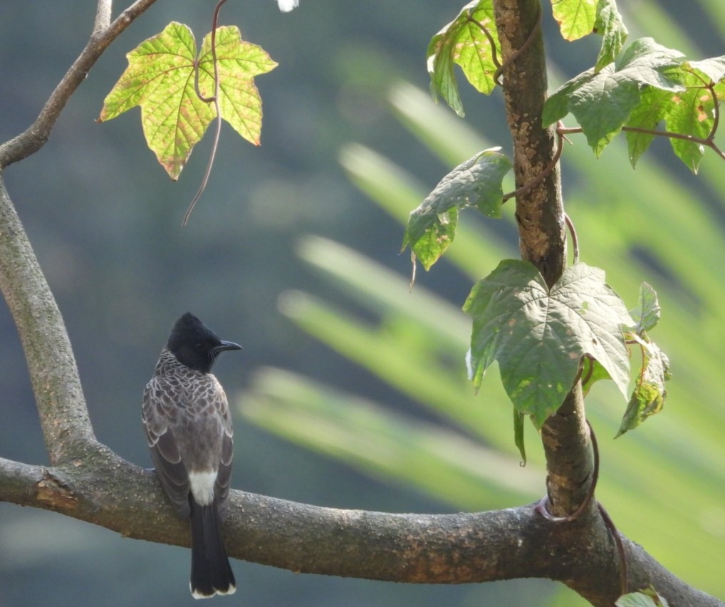 Red-vented Bulbul - ML647682655