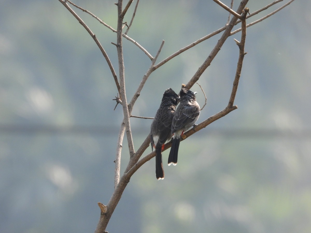 Red-vented Bulbul - ML647682656