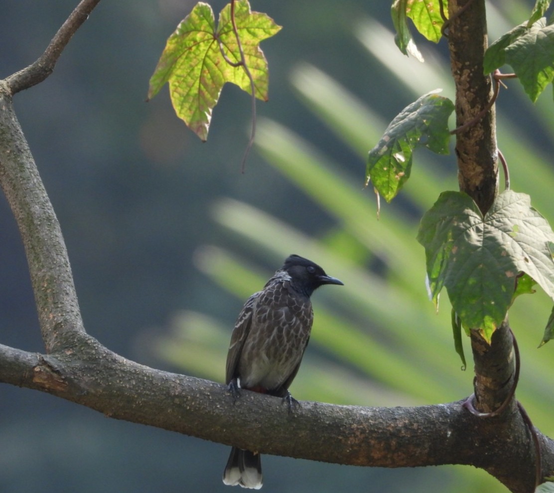 Red-vented Bulbul - ML647682657