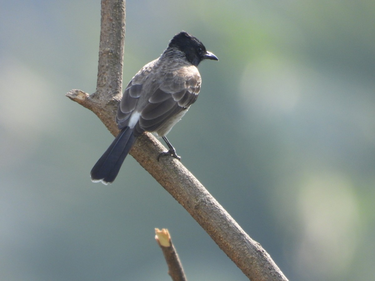 Red-vented Bulbul - ML647682658