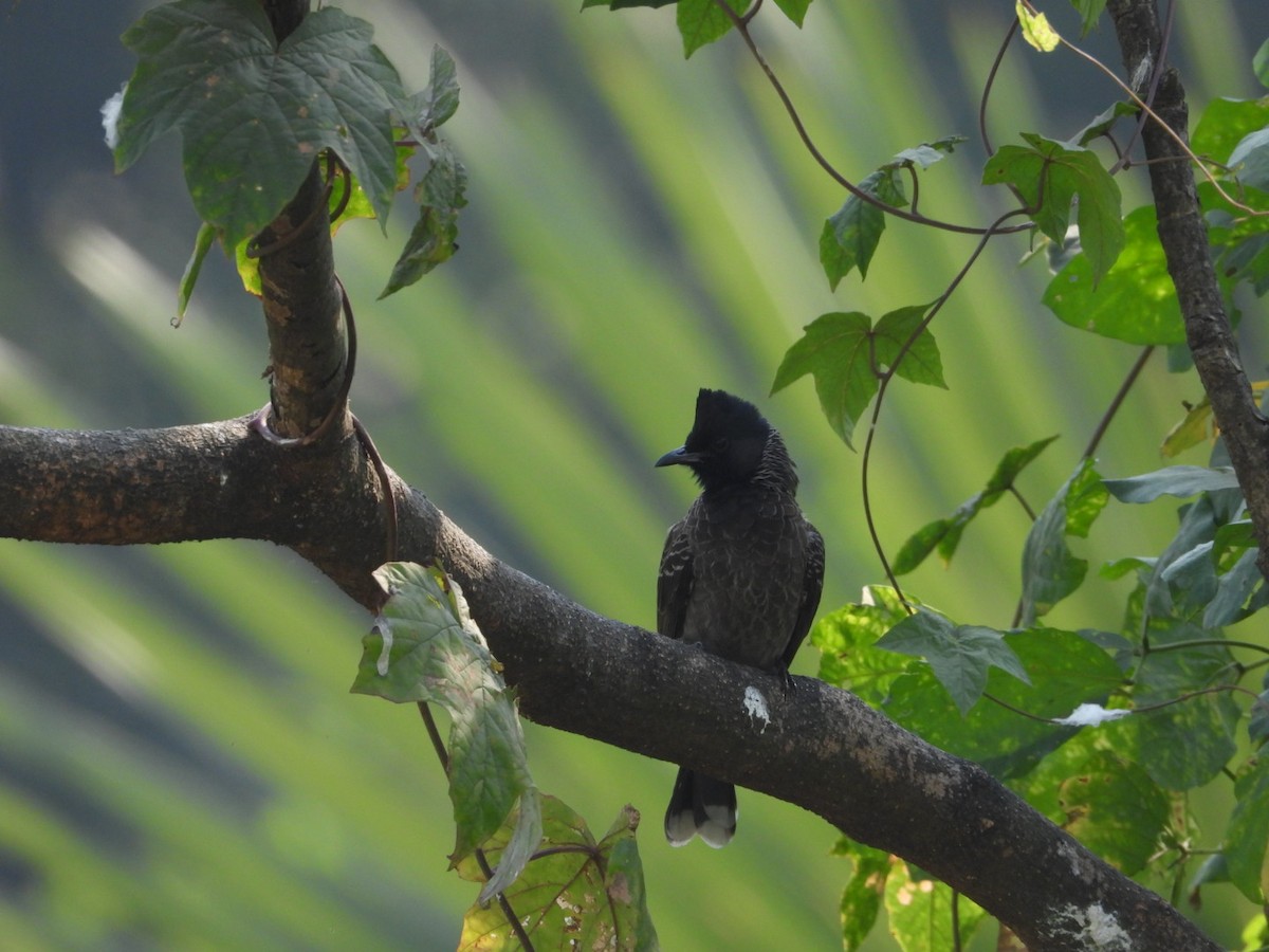 Red-vented Bulbul - ML647682659