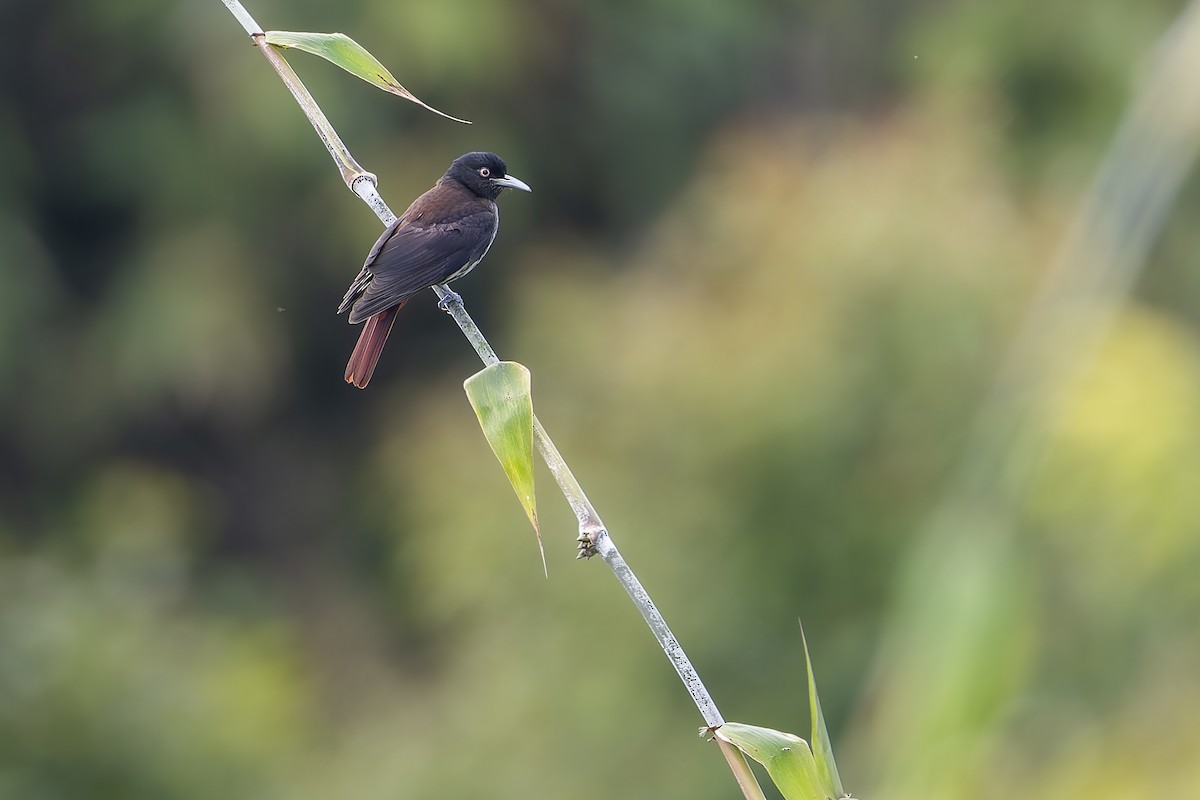 Maroon Oriole (Maroon) - ML647682684