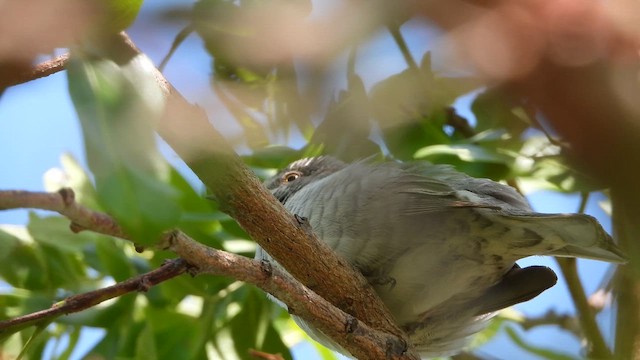 Barred Warbler - ML647682776