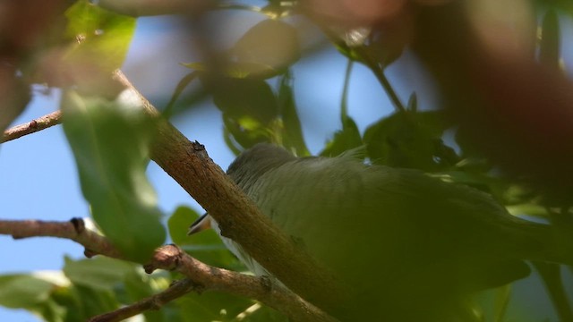 Barred Warbler - ML647682786