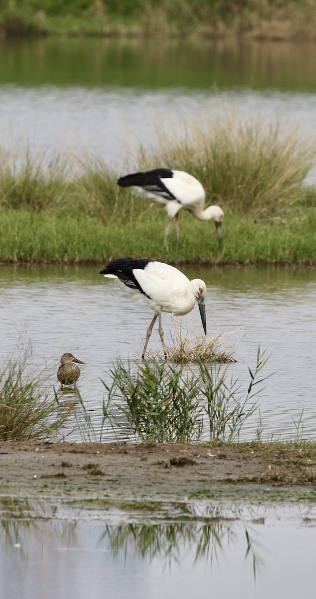 čáp východní - ML647682796