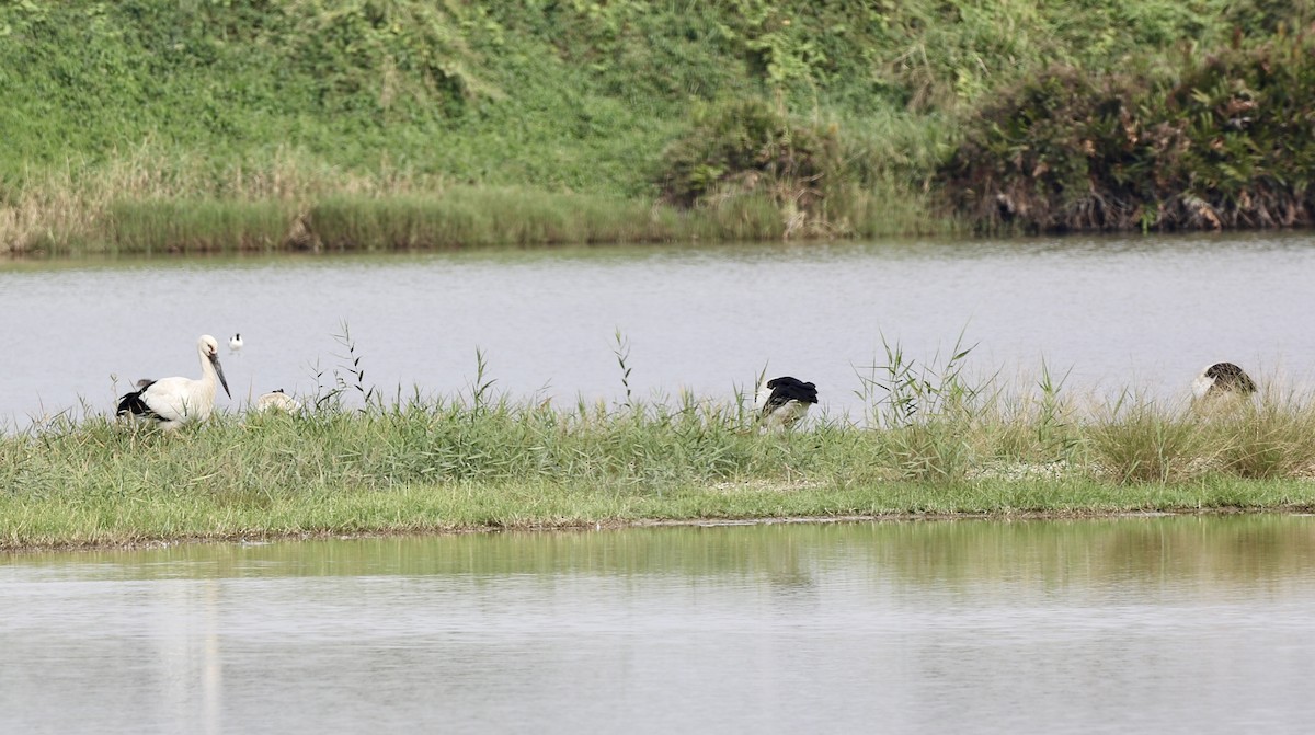 čáp východní - ML647682797