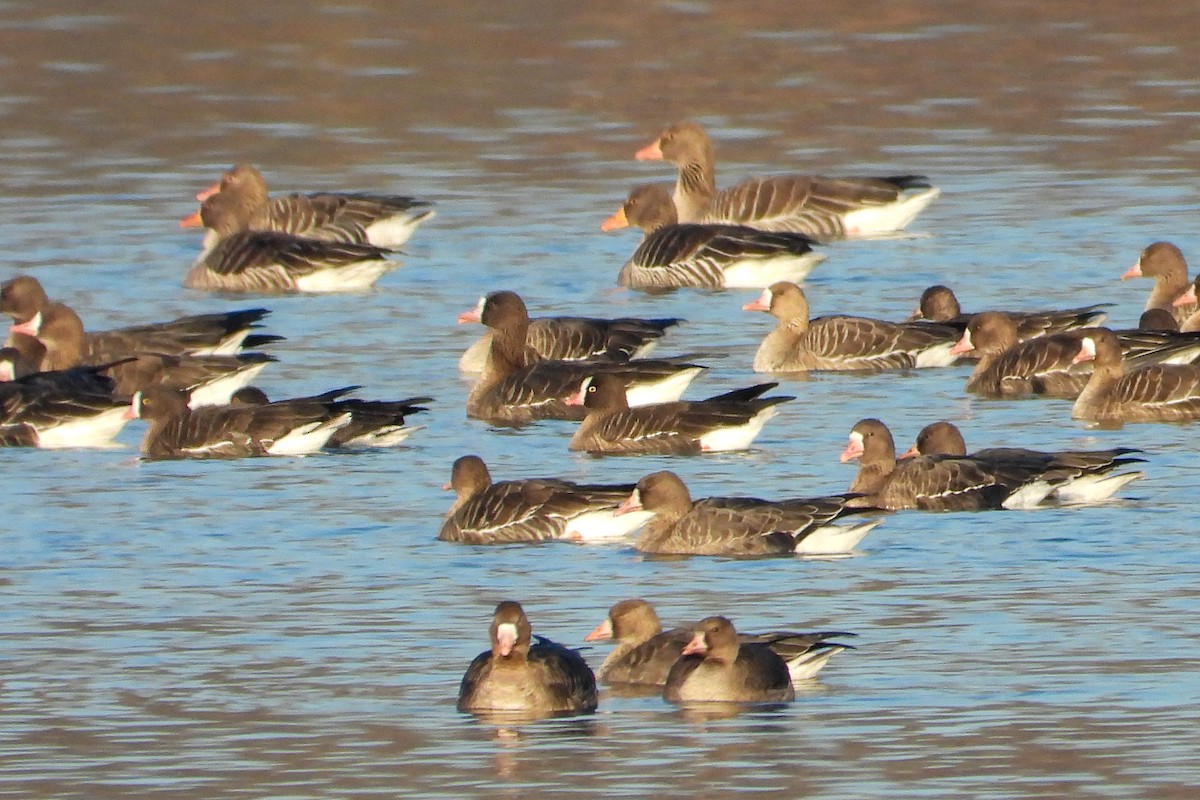 Küçük Sakarca - ML647682818