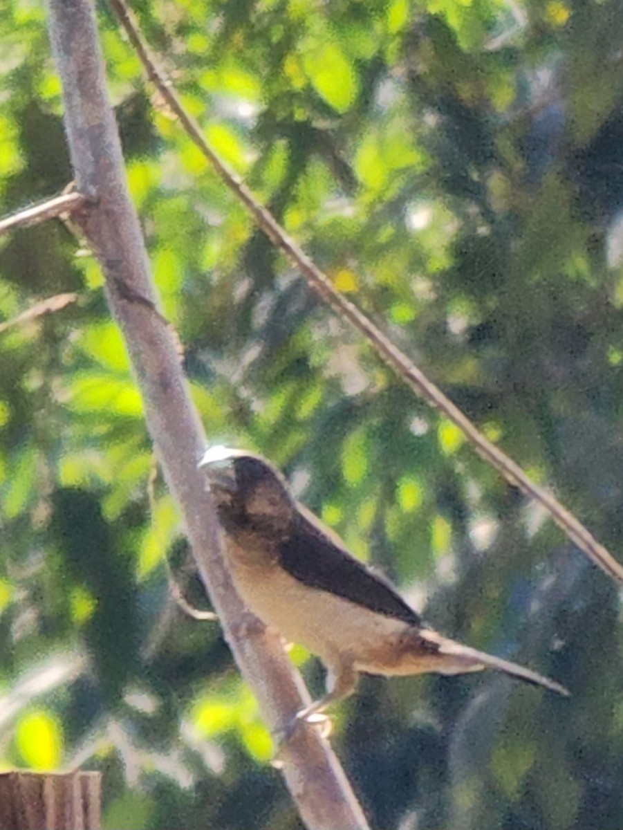 Beyaz Belli Munya - ML647682849