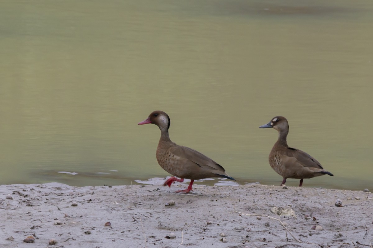 Brazilian Teal - ML647682855