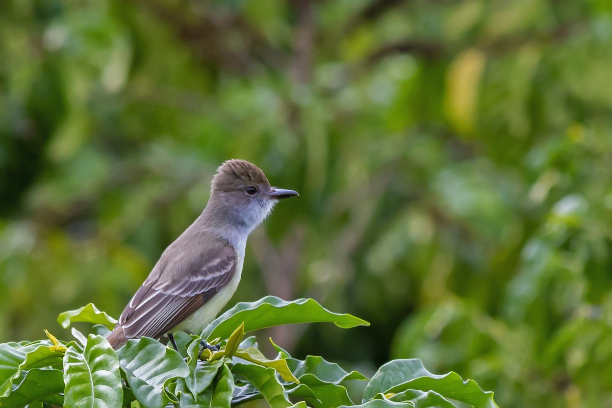 Social Flycatcher - ML647682856